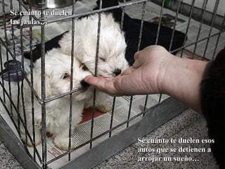 Sé cuánto te duelen las jaulas… Sé cuánto te duelen esos autos que se detienen a arrojar un sueño… 