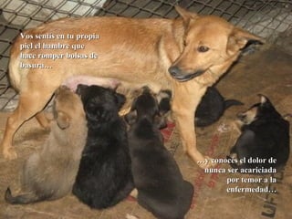 Vos sentís en tu propia piel el hambre que hace romper bolsas de basura… … y conocés el dolor de nunca ser acariciada por temor a la enfermedad… 