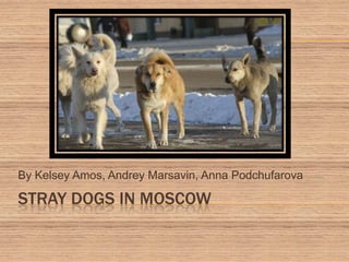 Stray dogs in MOscow By Kelsey Amos, Andrey Marsavin, Anna Podchufarova 