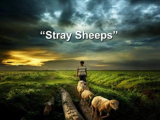 “ Stray Sheeps”  