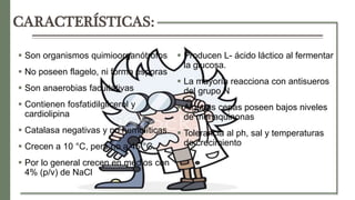 BACTERIAS LACTICAS