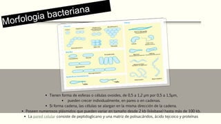 BACTERIAS LACTICAS