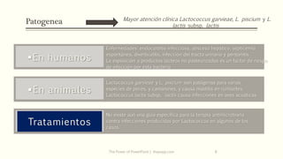 BACTERIAS LACTICAS