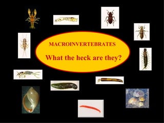 MACROINVERTEBRATES What the heck are they? 