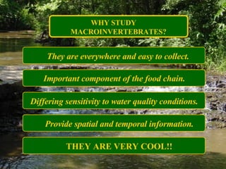 WHY STUDY  MACROINVERTEBRATES? They are everywhere and easy to collect. Important component of the food chain. Differing sensitivity to water quality conditions. Provide spatial and temporal information. THEY ARE VERY COOL!! 