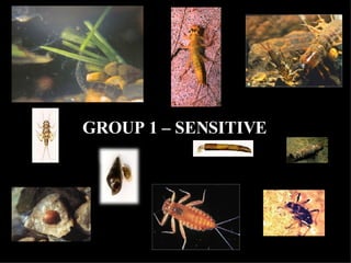 GROUP 1 – SENSITIVE   