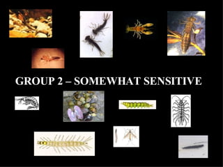 GROUP 2 – SOMEWHAT SENSITIVE   
