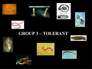 GROUP 3 – TOLERANT 
