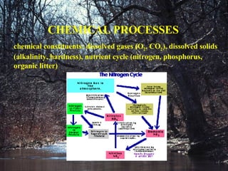 CHEMICAL PROCESSES chemical constituents: dissolved gases (O 2 , CO 2 ), dissolved solids (alkalinity, hardness), nutrient cycle (nitrogen, phosphorus, organic litter) 