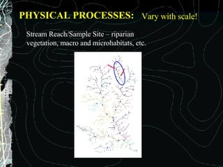 PHYSICAL PROCESSES: Vary with scale! Stream Reach/Sample Site – riparian vegetation, macro and microhabitats, etc. 