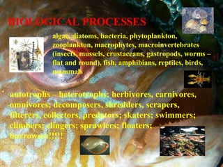 BIOLOGICAL PROCESSES algae, diatoms, bacteria, phytoplankton, zooplankton, macrophytes, macroinvertebrates (insects, mussels, crustaceans, gastropods, worms – flat and round), fish, amphibians, reptiles, birds, mammals autotrophs – heterotrophs; herbivores, carnivores, omnivores; decomposers, shredders, scrapers, filterers, collectors, predators; skaters; swimmers; climbers; clingers; sprawlers; floaters; burrowers!!!!! 