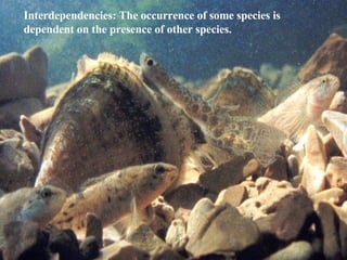 Interdependencies: The occurrence of some species is dependent on the presence of other species. 
