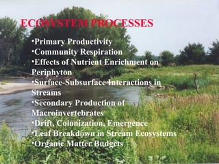ECOSYSTEM PROCESSES Primary Productivity  Community Respiration Effects of Nutrient Enrichment on Periphyton Surface-Subsurface Interactions in Streams Secondary Production of Macroinvertebrates Drift, Colonization, Emergence Leaf Breakdown in Stream Ecosystems Organic Matter Budgets 