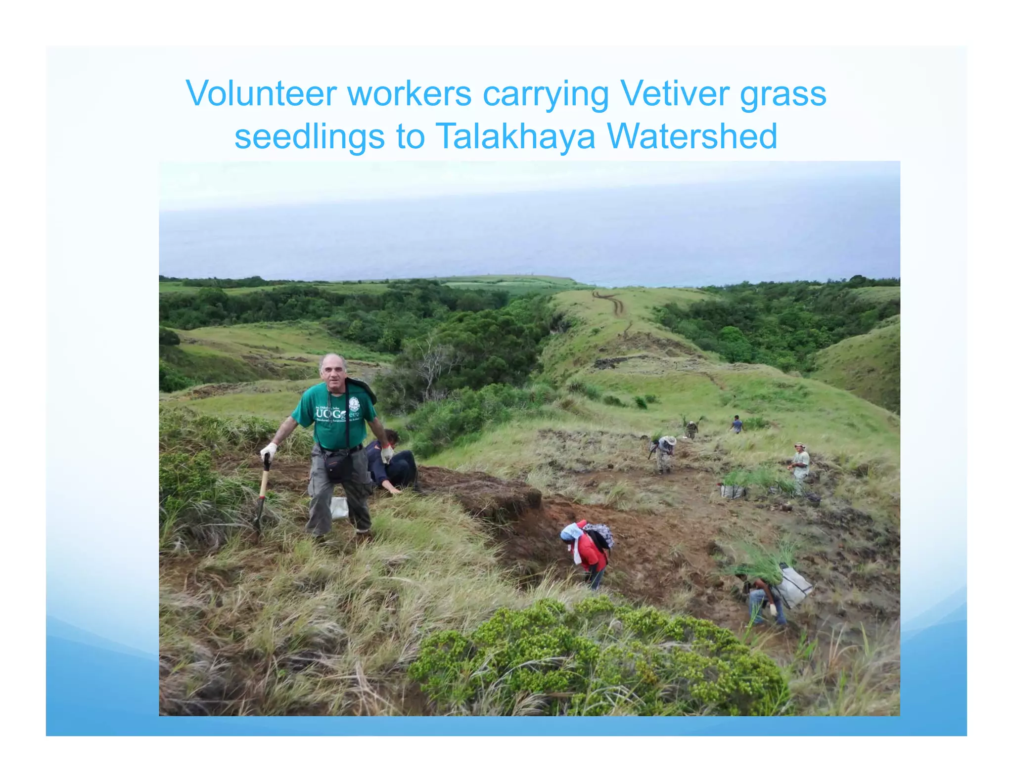 Volunteer workers carrying Vetiver grass
seedlings to Talakhaya Watershed
 