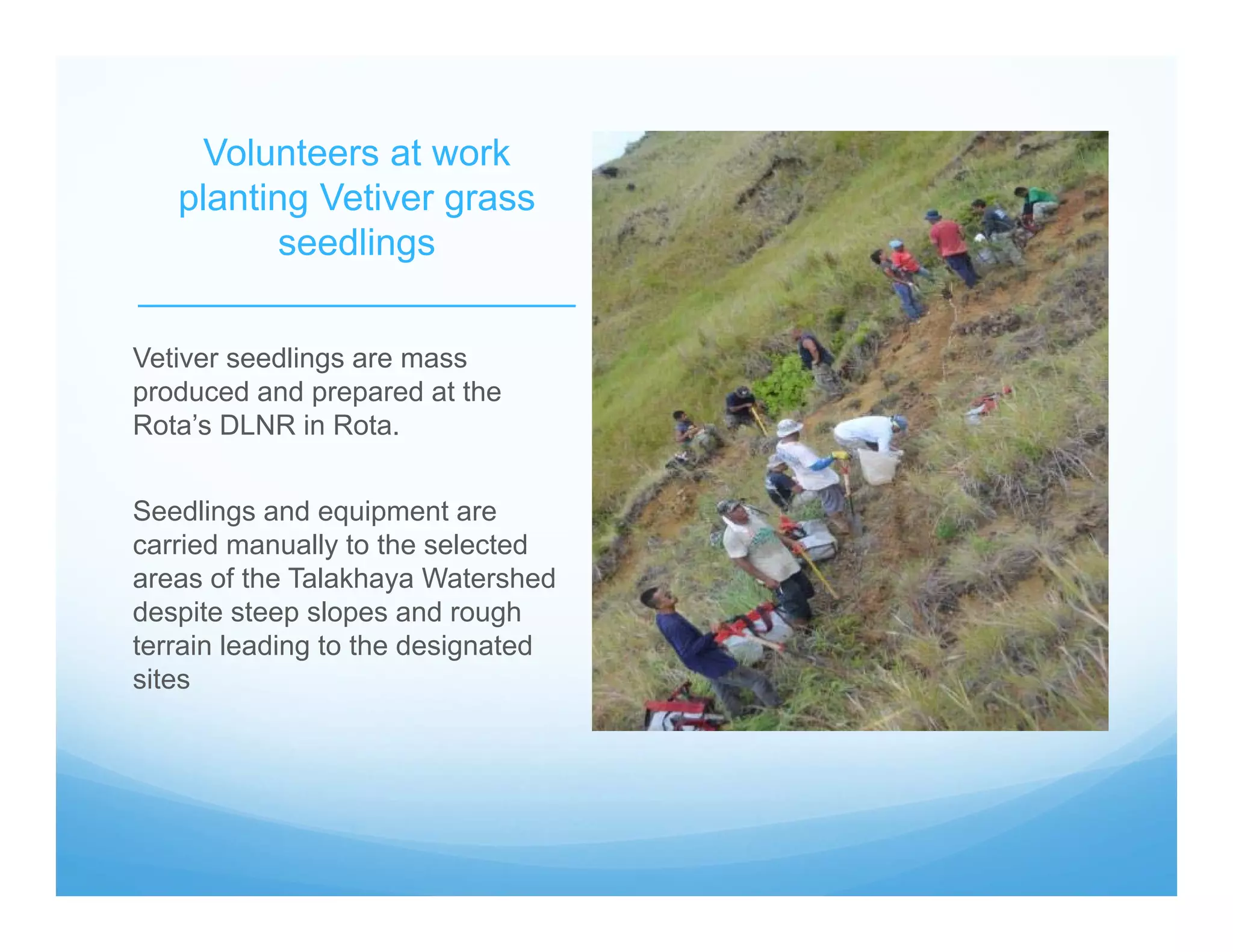Volunteers at work
planting Vetiver grass
seedlings
_____________________
Vetiver seedlings are mass
produced and prepared at the
Rota’s DLNR in Rota.
Seedlings and equipment are
carried manually to the selected
areas of the Talakhaya Watershed
despite steep slopes and rough
terrain leading to the designated
sites
 