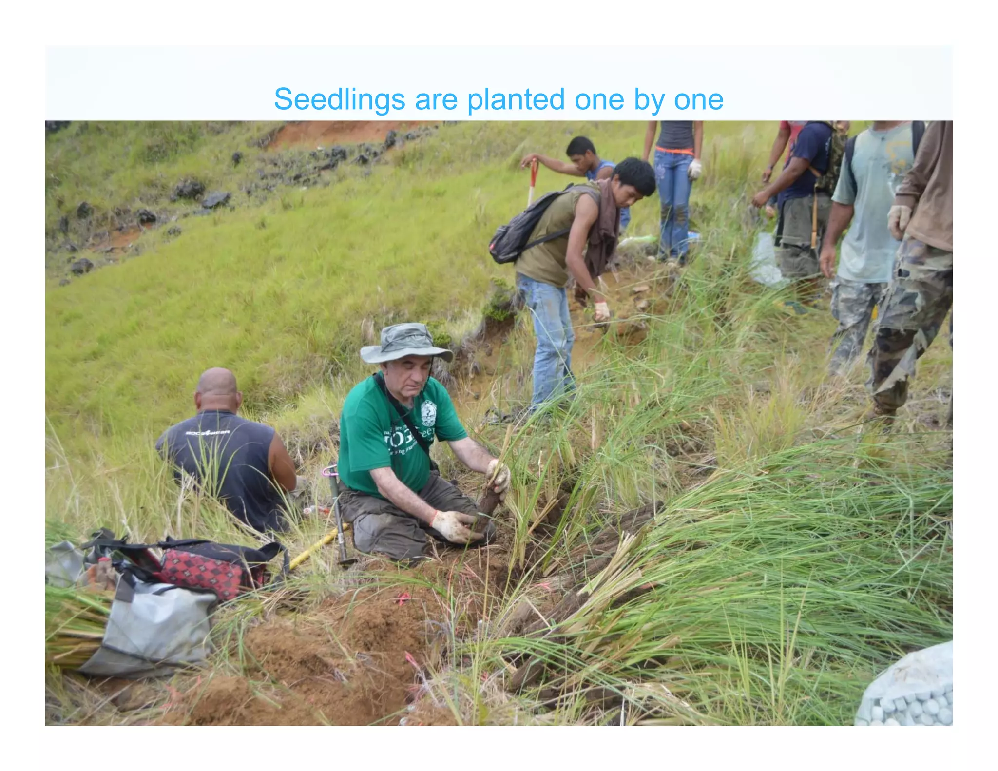 Seedlings are planted one by one
 