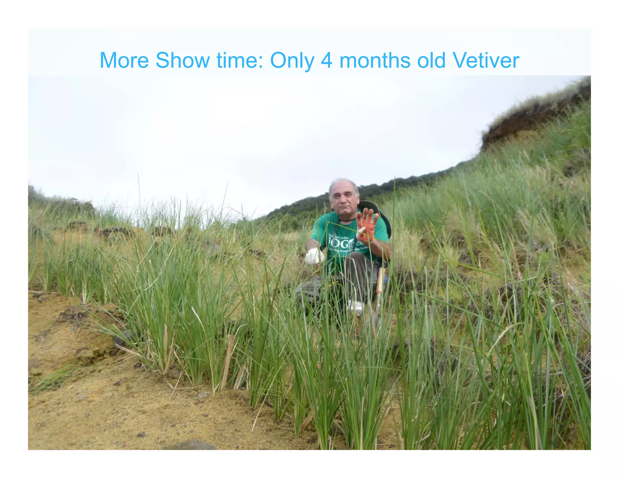 More Show time: Only 4 months old Vetiver
 
