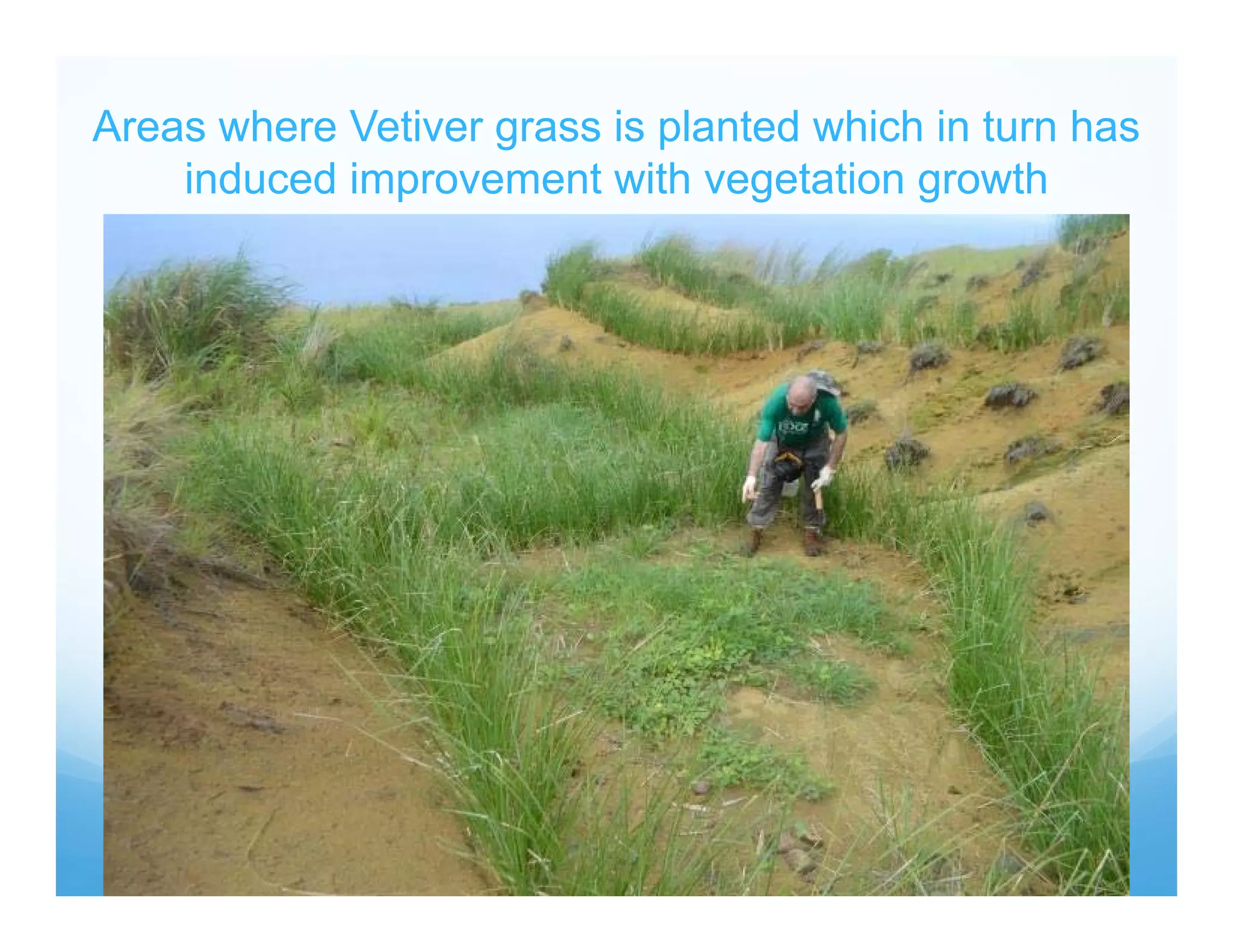 Areas where Vetiver grass is planted which in turn has
induced improvement with vegetation growth
 