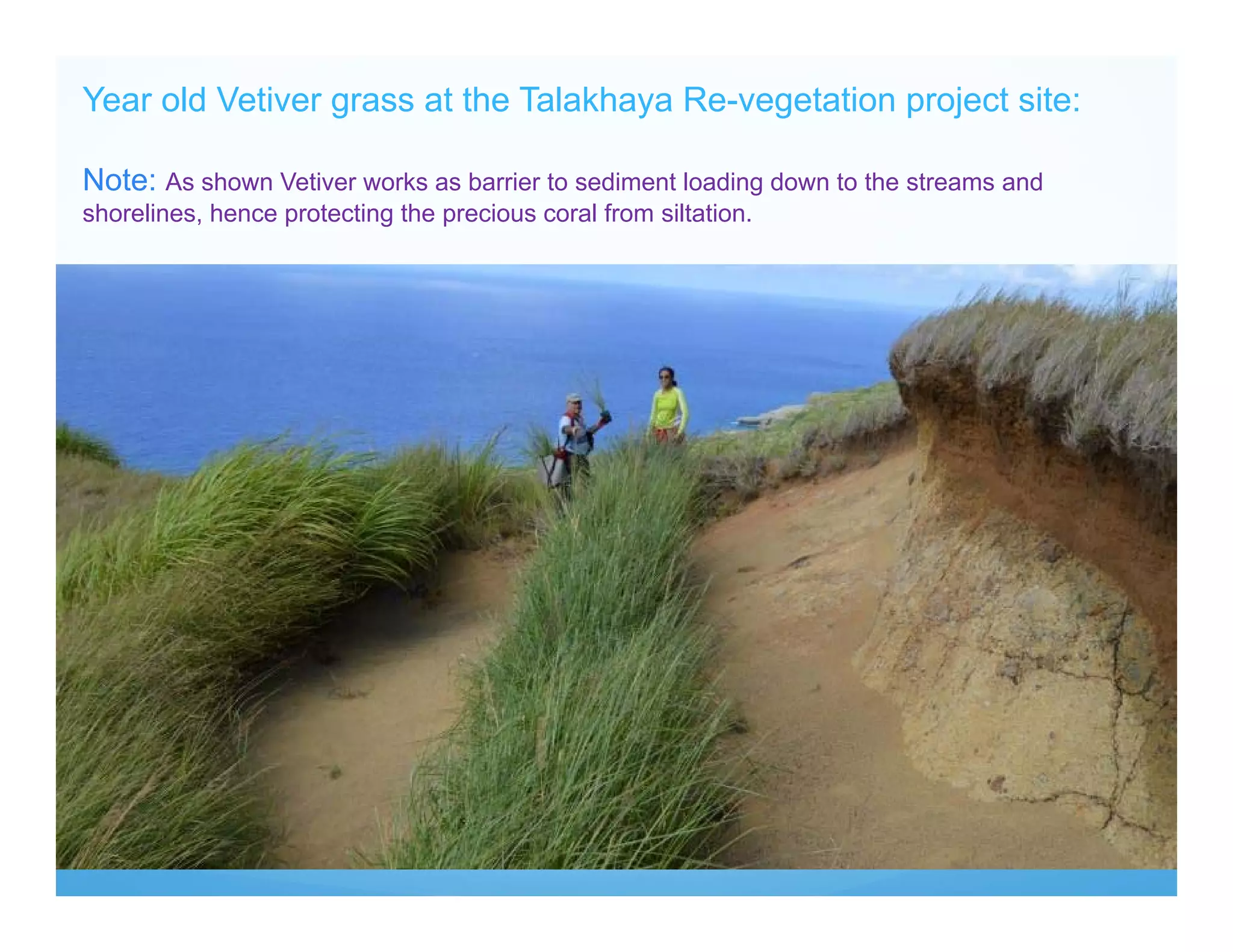 Year old Vetiver grass at the Talakhaya Re-vegetation project site:
Note: As shown Vetiver works as barrier to sediment loading down to the streams and
shorelines, hence protecting the precious coral from siltation.
 