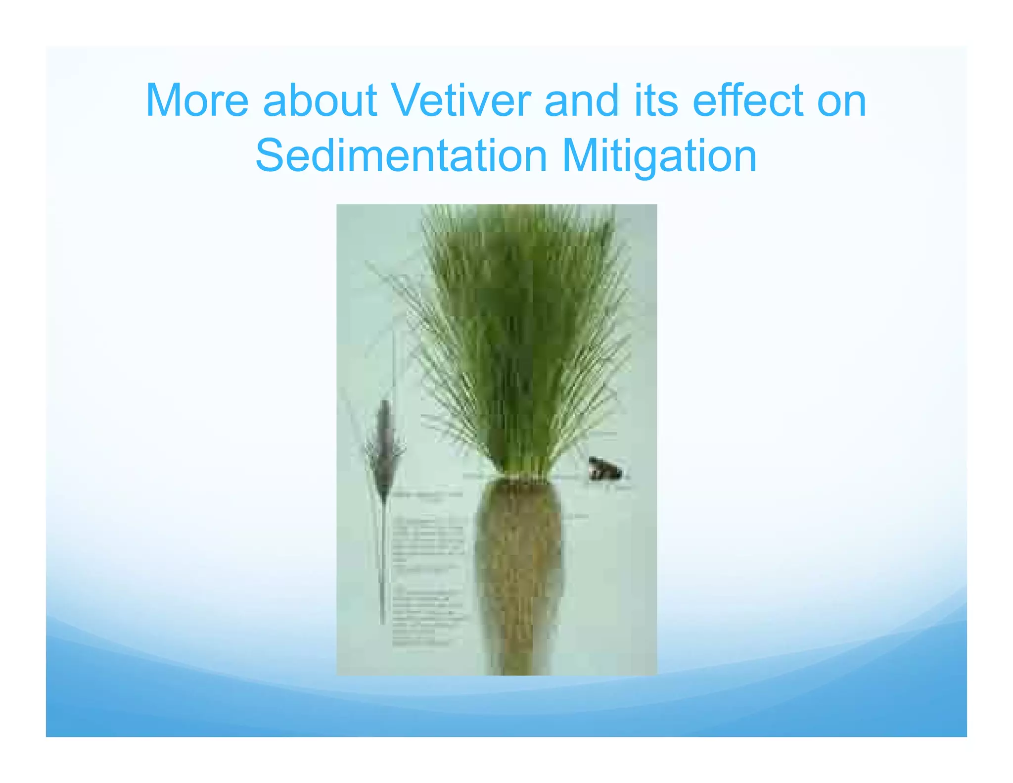 More about Vetiver and its effect on
Sedimentation Mitigation
 