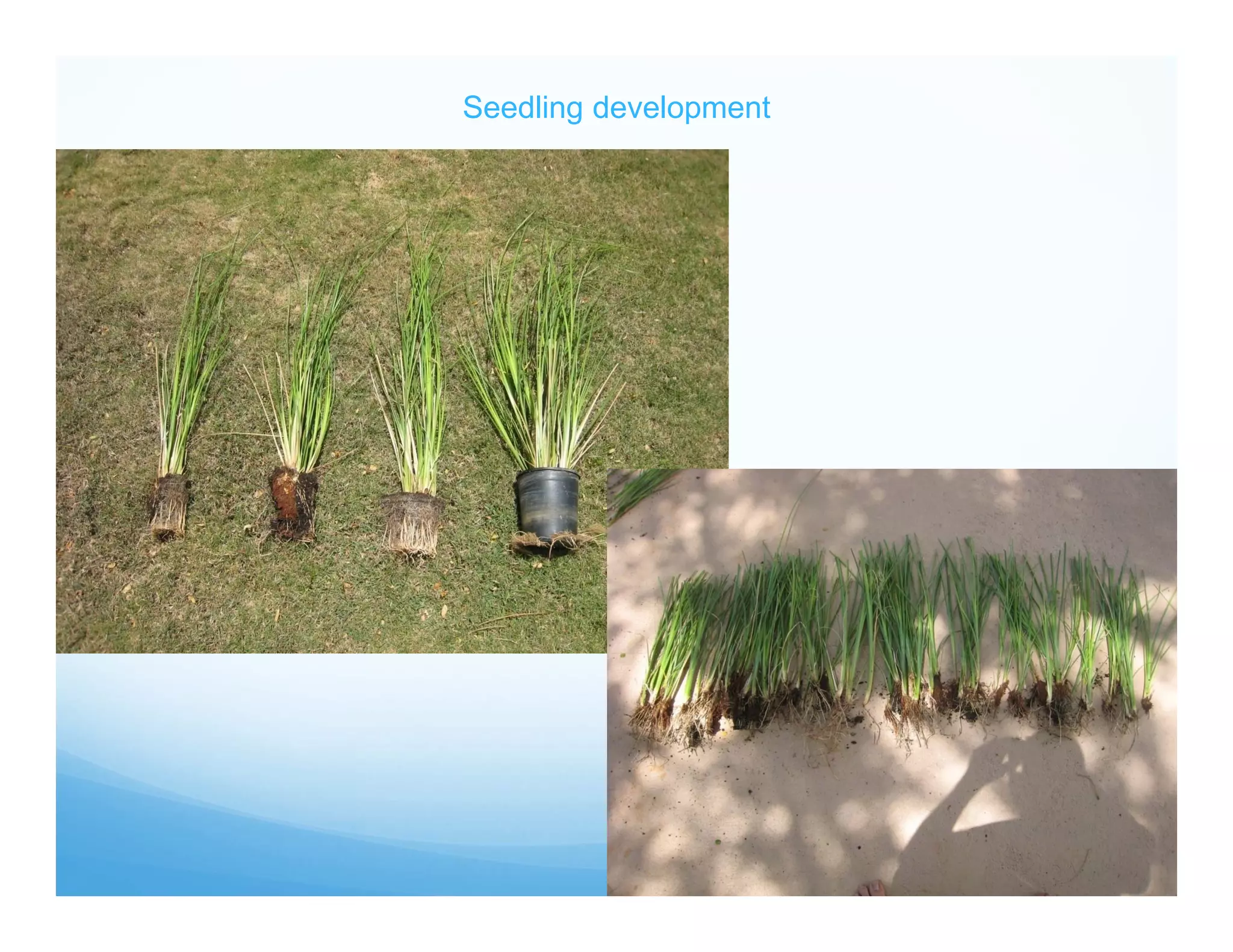 Seedling development
 