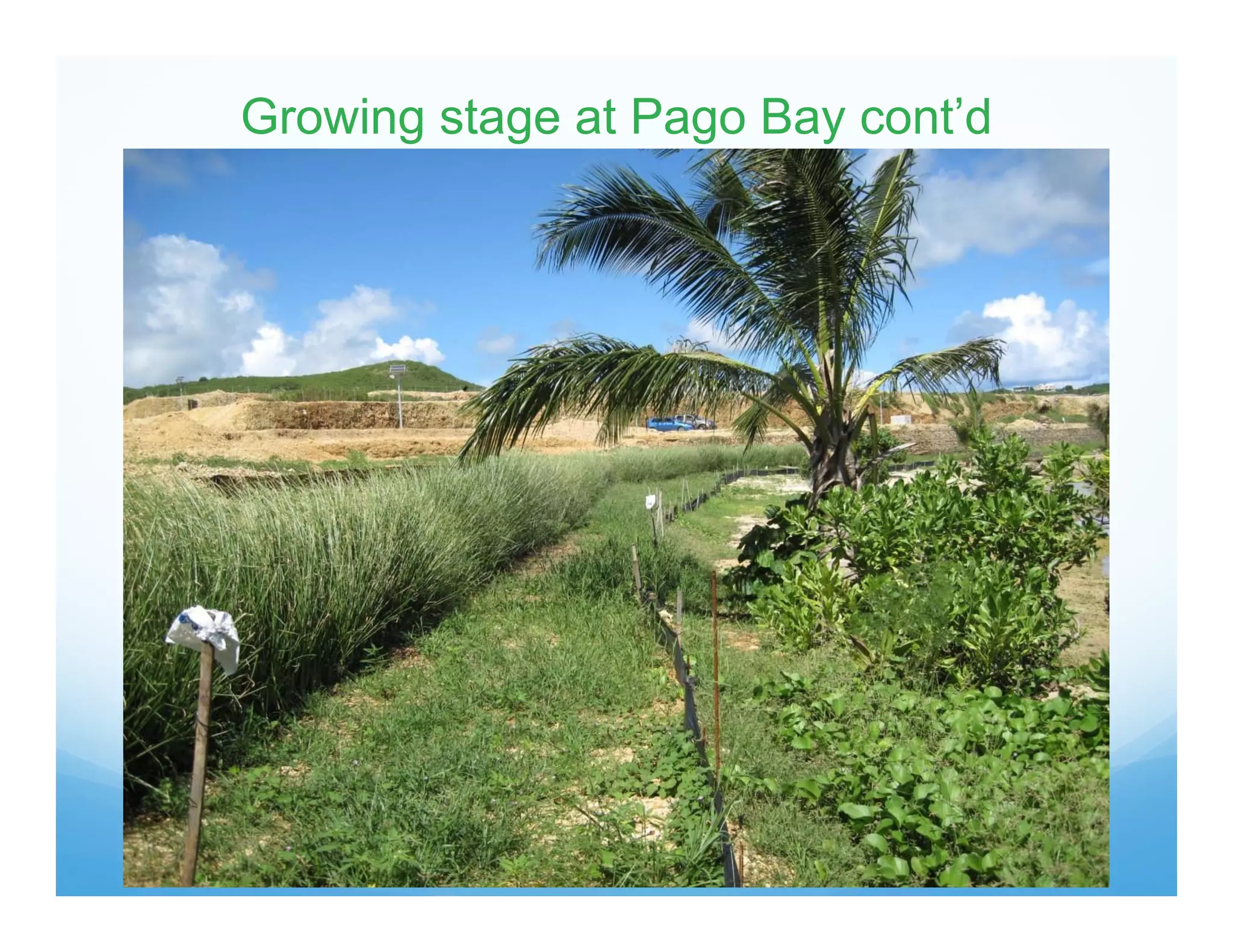 Growing stage at Pago Bay cont’d
 