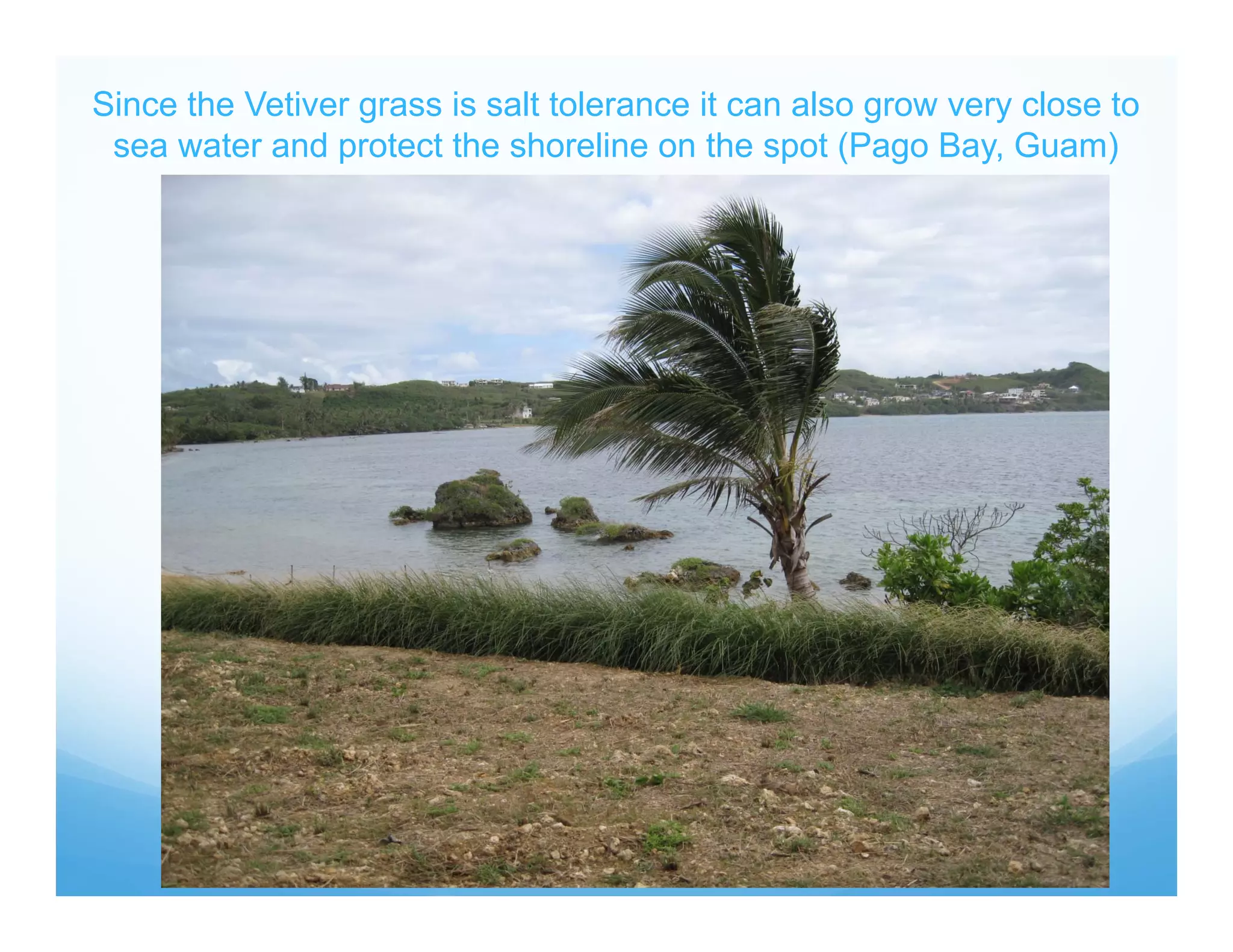 Since the Vetiver grass is salt tolerance it can also grow very close to
sea water and protect the shoreline on the spot (Pago Bay, Guam)
 