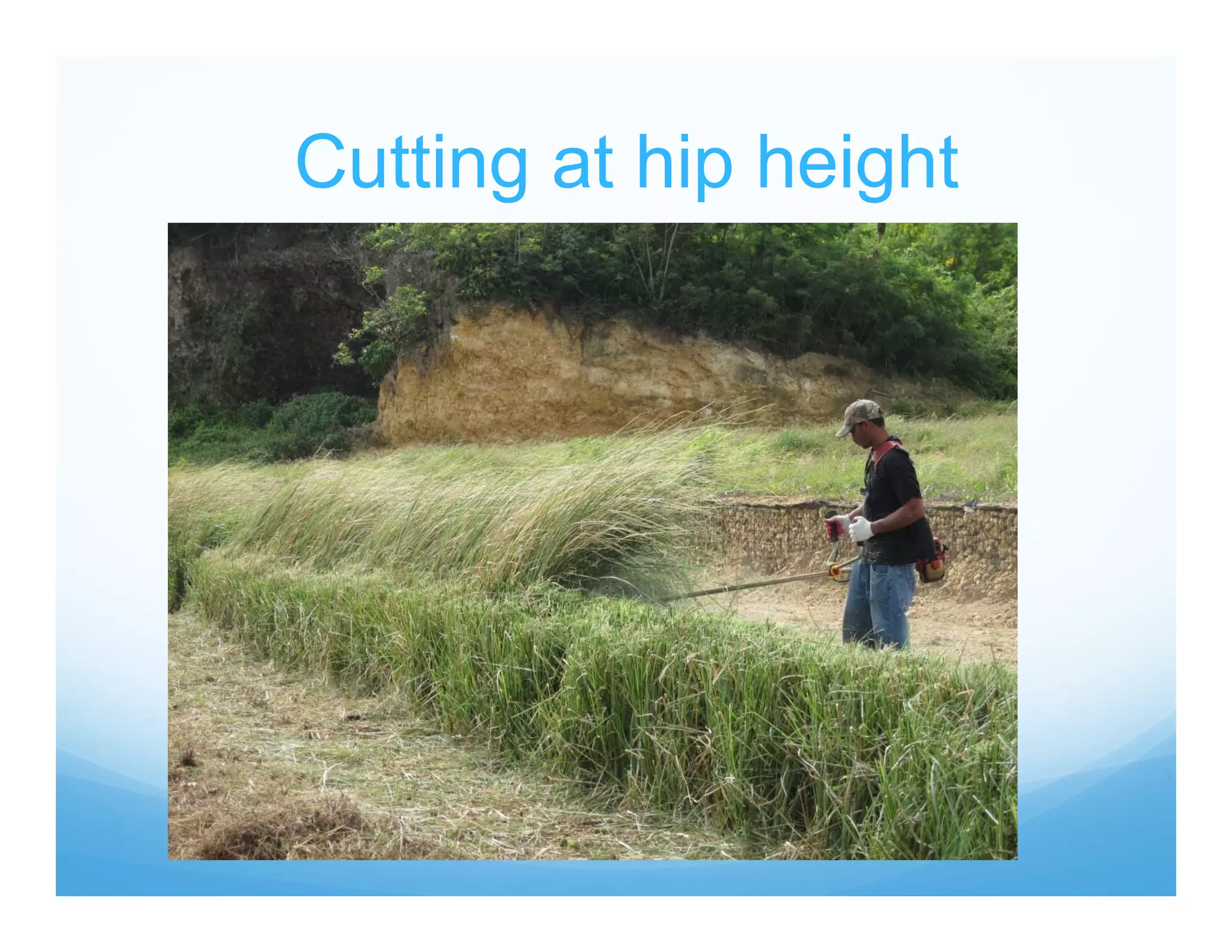 Cutting at hip height
 