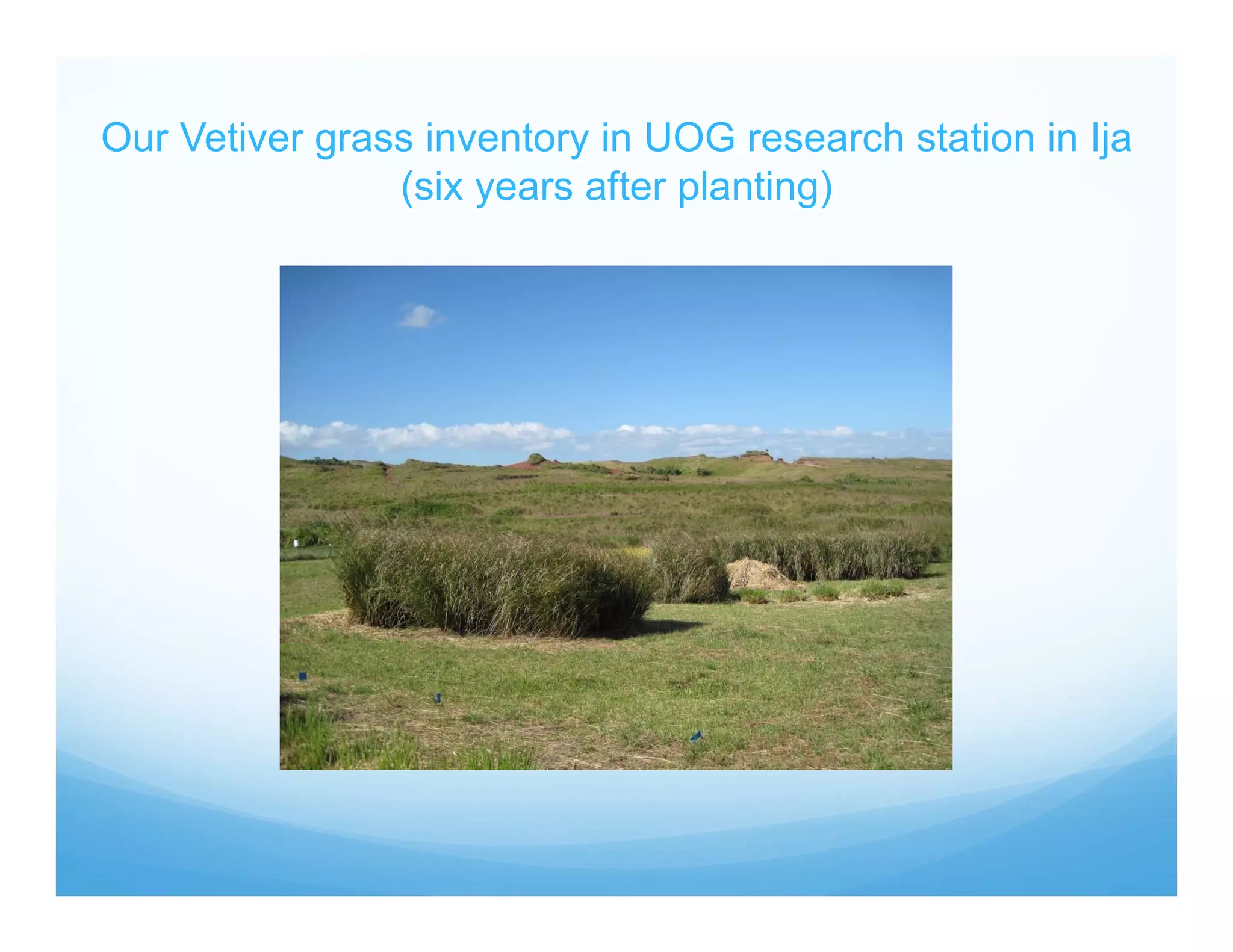 Our Vetiver grass inventory in UOG research station in Ija
(six years after planting)
 
