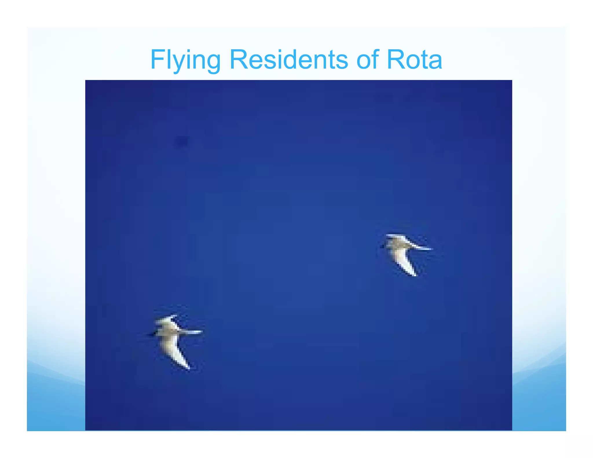 Flying Residents of Rota
 