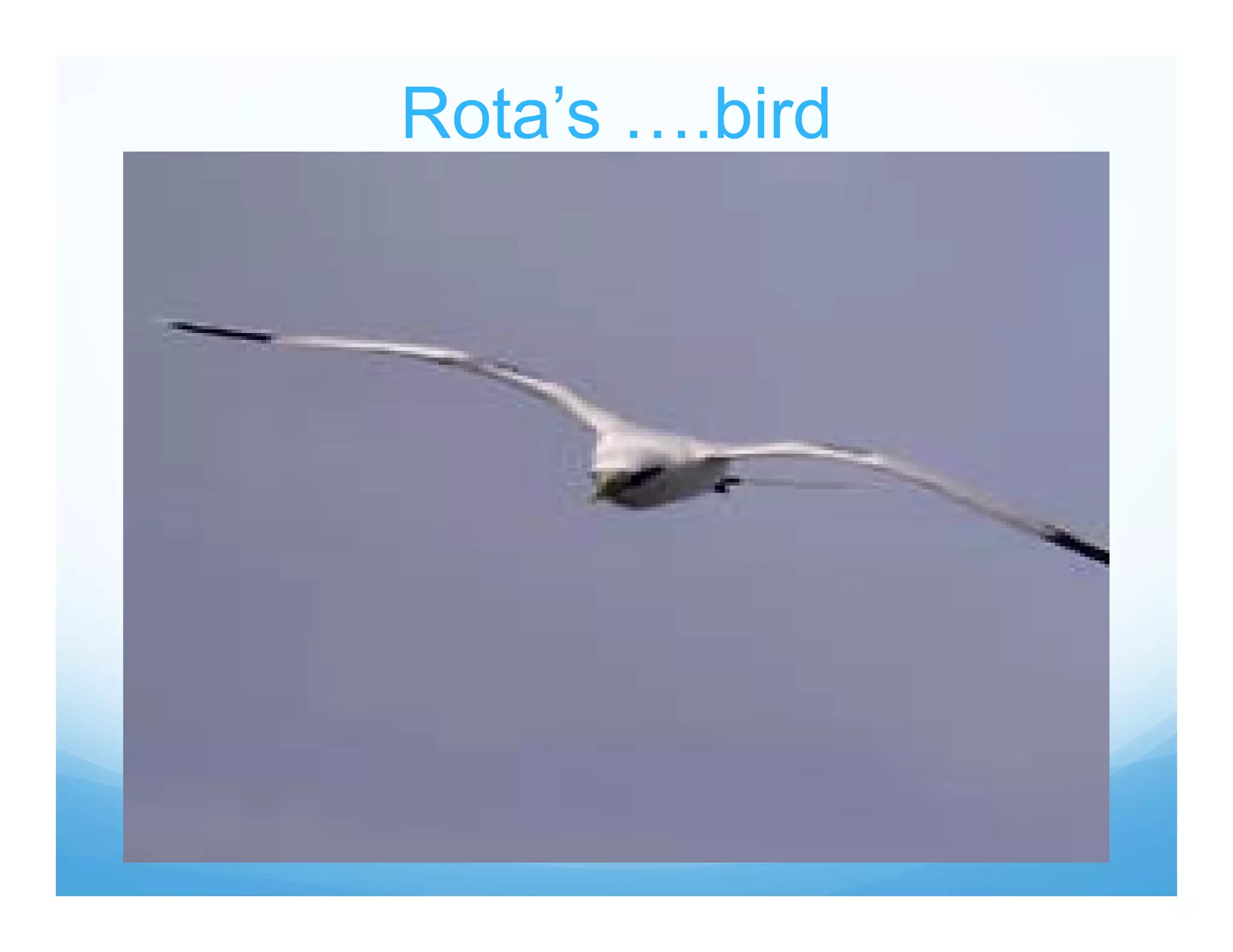 Rota’s ….bird
 