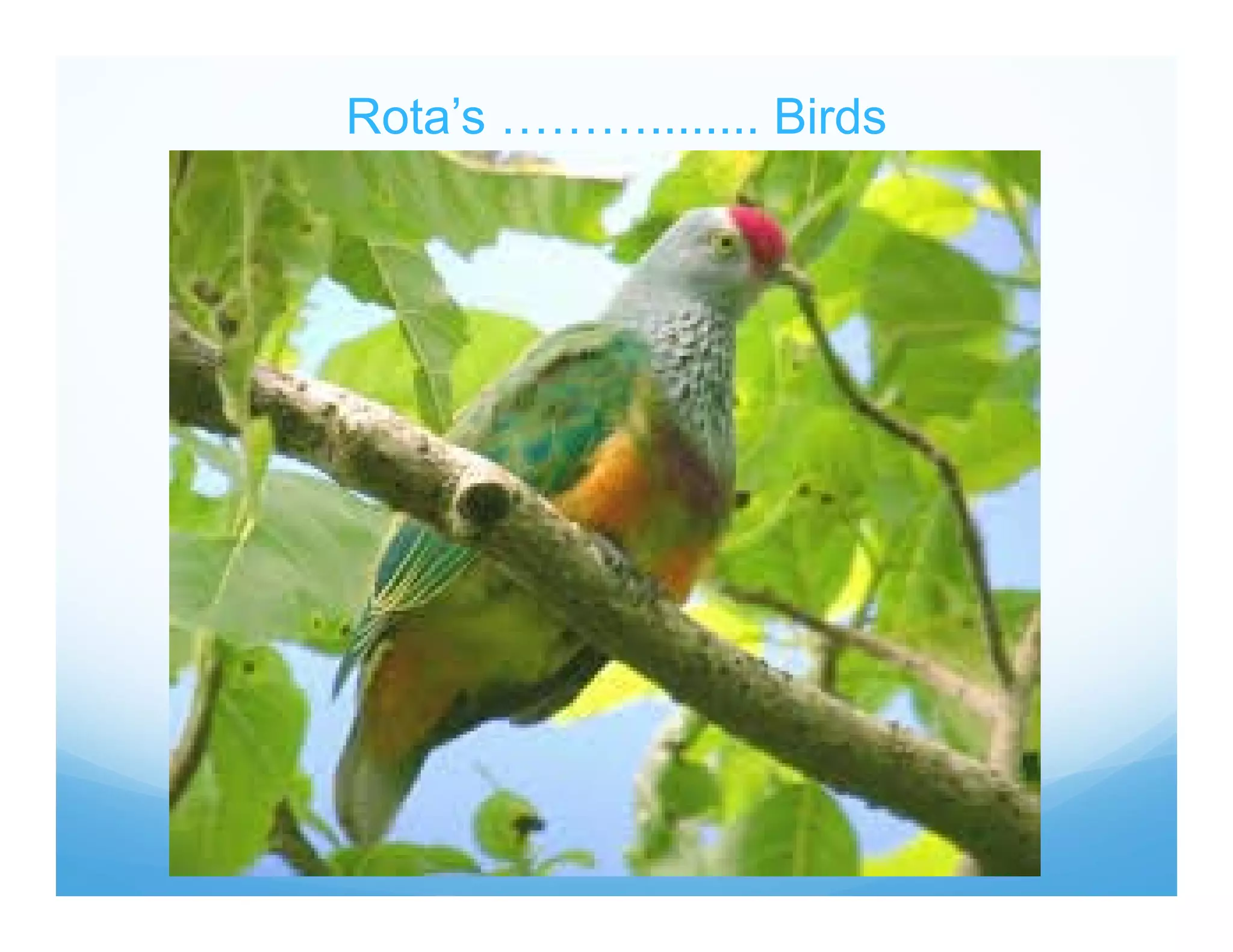 Rota’s ………........ Birds
 