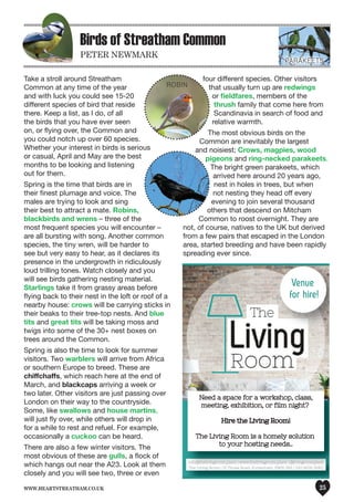 www.heartstreatham.co.uk 25
Birds of Streatham Common
PETER NEWMARK
Take a stroll around Streatham
Common at any time of the year
and with luck you could see 15-20
different species of bird that reside
there. Keep a list, as I do, of all
the birds that you have ever seen
on, or flying over, the Common and
you could notch up over 60 species.
Whether your interest in birds is serious
or casual, April and May are the best
months to be looking and listening
out for them.
Spring is the time that birds are in
their finest plumage and voice. The
males are trying to look and sing
their best to attract a mate. Robins,
blackbirds and wrens – three of the
most frequent species you will encounter –
are all bursting with song. Another common
species, the tiny wren, will be harder to
see but very easy to hear, as it declares its
presence in the undergrowth in ridiculously
loud trilling tones. Watch closely and you
will see birds gathering nesting material.
Starlings take it from grassy areas before
flying back to their nest in the loft or roof of a
nearby house: crows will be carrying sticks in
their beaks to their tree-top nests. And blue
tits and great tits will be taking moss and
twigs into some of the 30+ nest boxes on
trees around the Common.
Spring is also the time to look for summer
visitors. Two warblers will arrive from Africa
or southern Europe to breed. These are
chiffchaffs, which reach here at the end of
March, and blackcaps arriving a week or
two later. Other visitors are just passing over
London on their way to the countryside.
Some, like swallows and house martins,
will just fly over, while others will drop in
for a while to rest and refuel. For example,
occasionally a cuckoo can be heard.
There are also a few winter visitors. The
most obvious of these are gulls, a flock of
which hangs out near the A23. Look at them
closely and you will see two, three or even
four different species. Other visitors
that usually turn up are redwings
or fieldfares, members of the
thrush family that come here from
Scandinavia in search of food and
relative warmth.
The most obvious birds on the
Common are inevitably the largest
and noisiest; Crows, magpies, wood
pigeons and ring-necked parakeets.
The bright green parakeets, which
arrived here around 20 years ago,
nest in holes in trees, but when
not nesting they head off every
evening to join several thousand
others that descend on Mitcham
Common to roost overnight. They are
not, of course, natives to the UK but derived
from a few pairs that escaped in the London
area, started breeding and have been rapidly
spreading ever since.
info@thelivingroom.place | www.thelivingroom.place | @livingroomplace
The Living Room | 19 Thrale Road, Furzedown, SW16 1NS | 020 8696 9680
Venue
for hire!
info@thelivingroom.place | www.thelivingroom.place | @livingroomplace
The Living Room | 19 Thrale Road, Furzedown, SW16 1NS | 020 8696 9680
Need a space for a workshop, class,
meeting, exhibition, or film night?
Hire the Living Room!
The Living Room is a homely solution
to your hosting needs..
ROBiN
PARAKeeTs
 