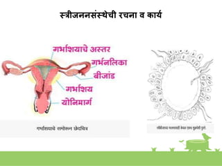 स्रीजननसंस्थेची रचना व कायय
 