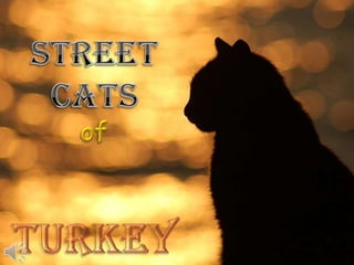 Street cats of turkey (v.m.)