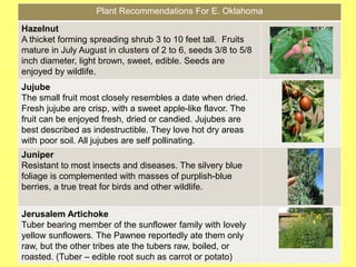 Plant Recommendations For E. Oklahoma
Hazelnut
A thicket forming spreading shrub 3 to 10 feet tall. Fruits
mature in July August in clusters of 2 to 6, seeds 3/8 to 5/8
inch diameter, light brown, sweet, edible. Seeds are
enjoyed by wildlife.
Jujube
The small fruit most closely resembles a date when dried.
Fresh jujube are crisp, with a sweet apple-like flavor. The
fruit can be enjoyed fresh, dried or candied. Jujubes are
best described as indestructible. They love hot dry areas
with poor soil. All jujubes are self pollinating.
Juniper
Resistant to most insects and diseases. The silvery blue
foliage is complemented with masses of purplish-blue
berries, a true treat for birds and other wildlife.
Jerusalem Artichoke
Tuber bearing member of the sunflower family with lovely
yellow sunflowers. The Pawnee reportedly ate them only
raw, but the other tribes ate the tubers raw, boiled, or
roasted. (Tuber – edible root such as carrot or potato)
 