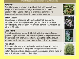 Plant Recommendations For E. Oklahoma
Kiwi Vine
Actinidia arguta is a hardy kiwi. Small fruit with smooth skin.
Keeps 2 to 3 months in storage. Produces for 60 years.
Bears in 3 to 4 years. Plant 6 to 8 females per male. No
disease or insect problems. It ripens in late summer.
Black Locust
Black locust is a legume with root nodes that, along with
bacteria, "fixes" atmospheric nitrogen into the soil. Its roots
spread rapidly and it is good for erosion control. It will reach 35’
tall and 20’ wide.
Lead Plant
A small, deciduous shrub, 1-3 ft. tall, with tiny, purple flowers
grouped together in colorful, terminal spikes. Compound leaves
are covered with short, dense hairs, giving the plant a grayish
appearance. It has very deep roots, 4 feet (1.2 m) or deeper.
Pea Shrub
This perennial tree or shrub has its most active growth period
from spring until fall. It has green foliage and inconspicuous
yellow flowers, with an abundance of conspicuous brown fruits or
seeds. It will reach up to 12 feet high.
 