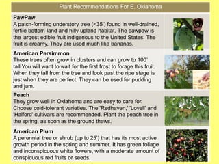 Plant Recommendations For E. Oklahoma
PawPaw
A patch-forming understory tree (<35’) found in well-drained,
fertile bottom-land and hilly upland habitat. The pawpaw is
the largest edible fruit indigenous to the United States. The
fruit is creamy. They are used much like bananas.
American Persimmon
These trees often grow in clusters and can grow to 100’
tall You will want to wait for the first frost to forage this fruit.
When they fall from the tree and look past the ripe stage is
just when they are perfect. They can be used for pudding
and jam.
Peach
They grow well in Oklahoma and are easy to care for.
Choose cold-tolerant varieties. The 'Redhaven,' 'Lovell' and
'Halford' cultivars are recommended. Plant the peach tree in
the spring, as soon as the ground thaws.
American Plum
A perennial tree or shrub (up to 25’) that has its most active
growth period in the spring and summer. It has green foliage
and inconspicuous white flowers, with a moderate amount of
conspicuous red fruits or seeds.
 