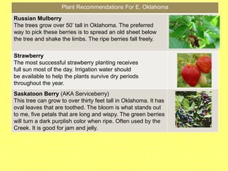 Plant Recommendations For E. Oklahoma
Russian Mulberry
The trees grow over 50’ tall in Oklahoma. The preferred
way to pick these berries is to spread an old sheet below
the tree and shake the limbs. The ripe berries fall freely.
Strawberry
The most successful strawberry planting receives
full sun most of the day. Irrigation water should
be available to help the plants survive dry periods
throughout the year.
Saskatoon Berry (AKA Serviceberry)
This tree can grow to over thirty feet tall in Oklahoma. It has
oval leaves that are toothed. The bloom is what stands out
to me, five petals that are long and wispy. The green berries
will turn a dark purplish color when ripe. Often used by the
Creek. It is good for jam and jelly.
 