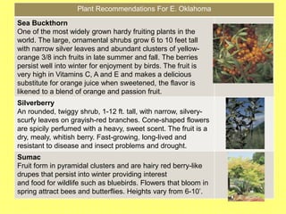 Plant Recommendations For E. Oklahoma
Sea Buckthorn
One of the most widely grown hardy fruiting plants in the
world. The large, ornamental shrubs grow 6 to 10 feet tall
with narrow silver leaves and abundant clusters of yellow-
orange 3/8 inch fruits in late summer and fall. The berries
persist well into winter for enjoyment by birds. The fruit is
very high in Vitamins C, A and E and makes a delicious
substitute for orange juice when sweetened, the flavor is
likened to a blend of orange and passion fruit.
Silverberry
An rounded, twiggy shrub, 1-12 ft. tall, with narrow, silvery-
scurfy leaves on grayish-red branches. Cone-shaped flowers
are spicily perfumed with a heavy, sweet scent. The fruit is a
dry, mealy, whitish berry. Fast-growing, long-lived and
resistant to disease and insect problems and drought.
Sumac
Fruit form in pyramidal clusters and are hairy red berry-like
drupes that persist into winter providing interest
and food for wildlife such as bluebirds. Flowers that bloom in
spring attract bees and butterflies. Heights vary from 6-10’.
 