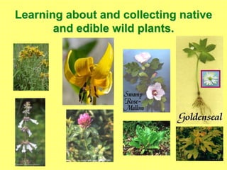 Learning about and collecting native
and edible wild plants.
 