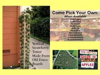 Street School Garden