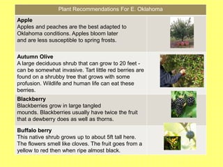 Plant Recommendations For E. Oklahoma
Apple
Apples and peaches are the best adapted to
Oklahoma conditions. Apples bloom later
and are less susceptible to spring frosts.
Autumn Olive
A large deciduous shrub that can grow to 20 feet -
can be somewhat invasive. Tart little red berries are
found on a shrubby tree that grows with some
profusion. Wildlife and human life can eat these
berries.
Blackberry
Blackberries grow in large tangled
mounds. Blackberries usually have twice the fruit
that a dewberry does as well as thorns.
Buffalo berry
This native shrub grows up to about 5ft tall here.
The flowers smell like cloves. The fruit goes from a
yellow to red then when ripe almost black.
 