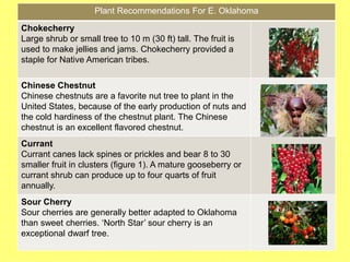 Plant Recommendations For E. Oklahoma
Chokecherry
Large shrub or small tree to 10 m (30 ft) tall. The fruit is
used to make jellies and jams. Chokecherry provided a
staple for Native American tribes.
Chinese Chestnut
Chinese chestnuts are a favorite nut tree to plant in the
United States, because of the early production of nuts and
the cold hardiness of the chestnut plant. The Chinese
chestnut is an excellent flavored chestnut.
Currant
Currant canes lack spines or prickles and bear 8 to 30
smaller fruit in clusters (figure 1). A mature gooseberry or
currant shrub can produce up to four quarts of fruit
annually.
Sour Cherry
Sour cherries are generally better adapted to Oklahoma
than sweet cherries. ‘North Star’ sour cherry is an
exceptional dwarf tree.
 