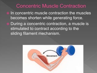  In concentric muscle contraction the muscles
becomes shorten while generating force.
 During a concentric contraction, a muscle is
stimulated to contract according to the
sliding filament mechanism.
 