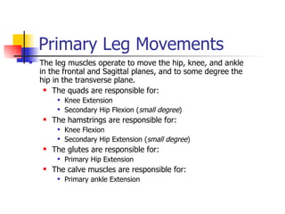 Primary Leg Movements The leg muscles operate to move the hip, knee, and ankle in the frontal and Sagittal planes, and to some degree the hip in the transverse plane. The quads are responsible for: Knee Extension Secondary Hip Flexion ( small degree ) The hamstrings are responsible for: Knee Flexion Secondary Hip Extension ( small degree ) The glutes are responsible for: Primary Hip Extension The calve muscles are responsible for: Primary ankle Extension 