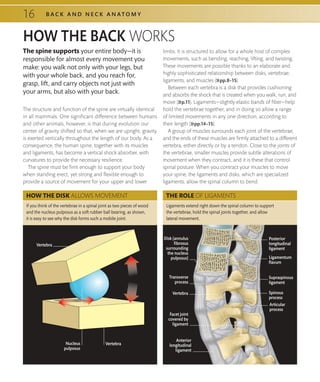 Strengthen your back exercises to build a better back and improve your ...