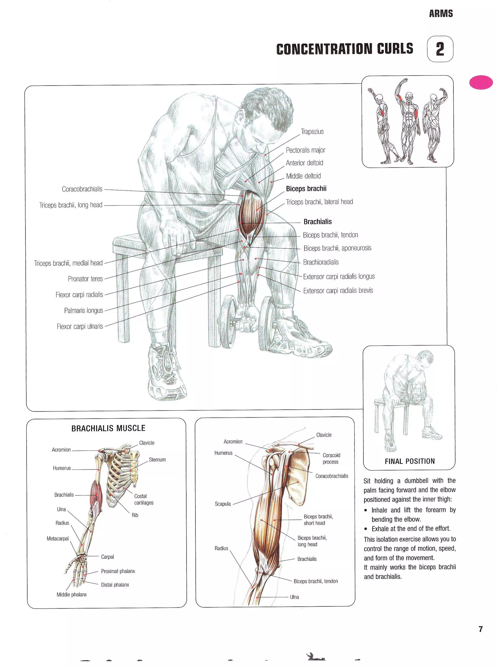 Strength Training Anatomy 2nd Edition