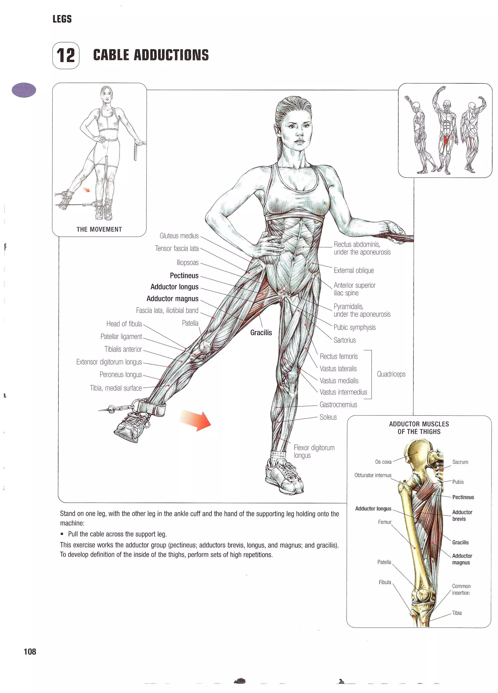 Strength Training Anatomy 2nd Edition