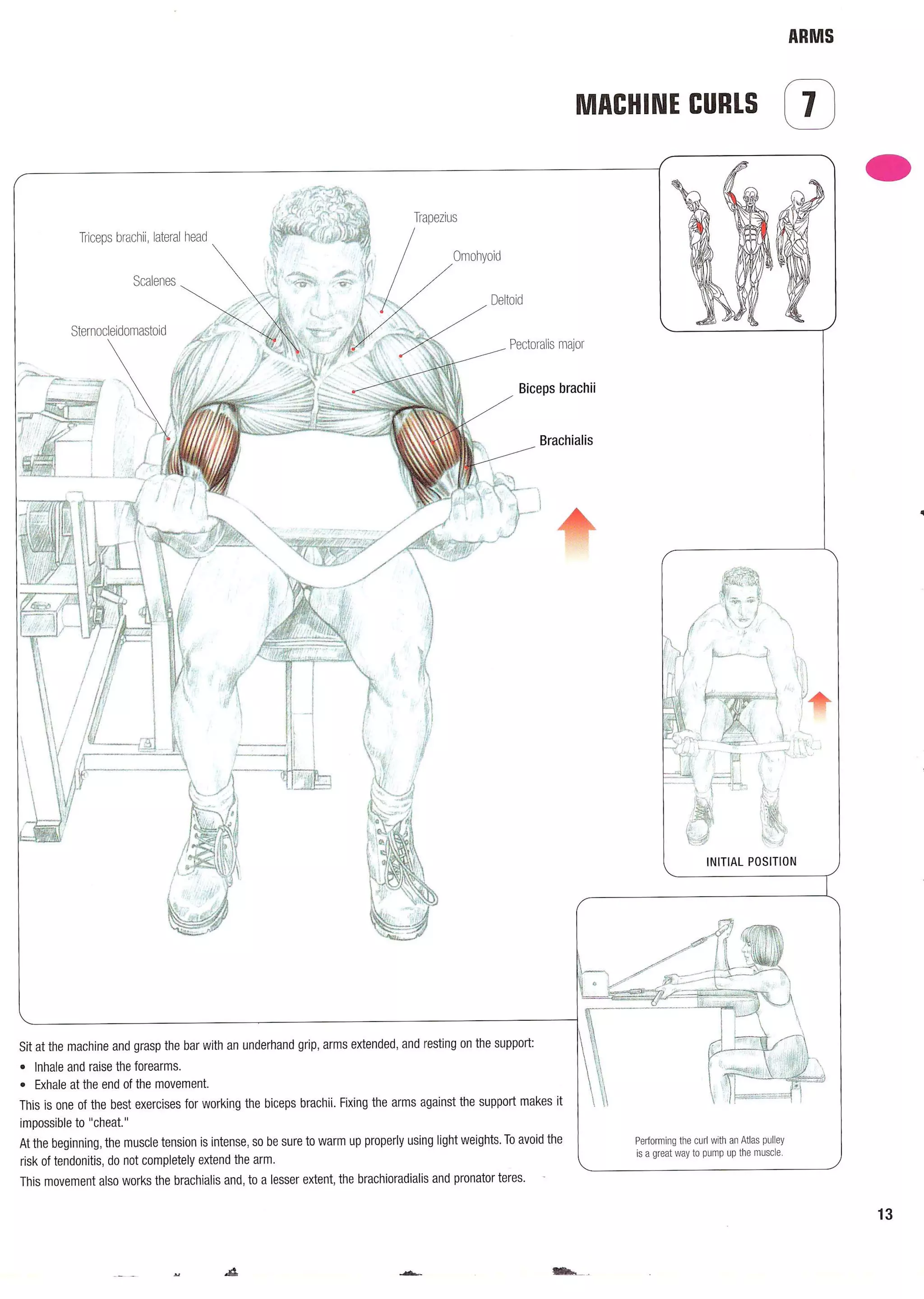 Strength Training Anatomy 2nd Edition
